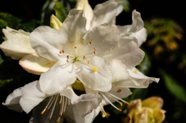 İlkbaharda açelya filizlenir.