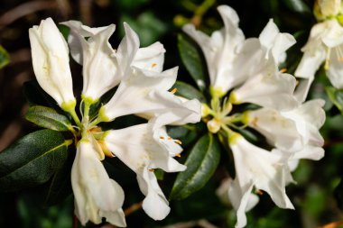 İlkbaharda açelya filizlenir.