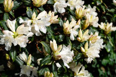 İlkbaharda açelya filizlenir.