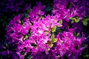 İlkbaharda açelya filizlenir.