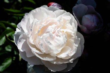 Süt Beyaz Pentekost Gül Paeonia laktiflora