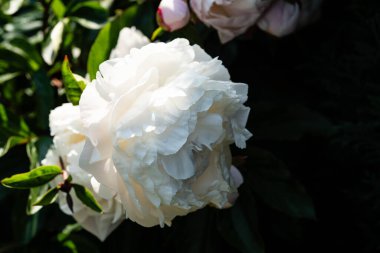 Süt Beyaz Pentekost Gül Paeonia laktiflora