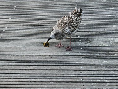 Seagull Larinae at the baltic sea clipart