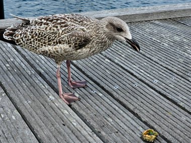 Seagull Larinae at the baltic sea clipart