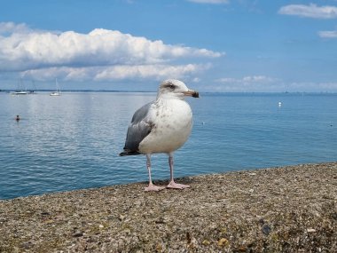 Martı Larinae Baltık denizinde