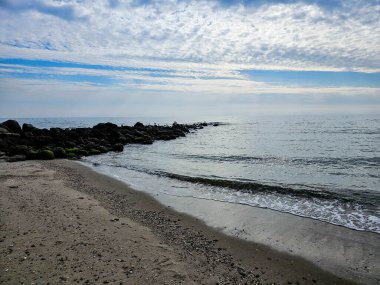 Martı Larinae Baltık denizinde