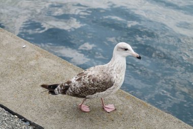 Seagull Larinae at the baltic sea clipart