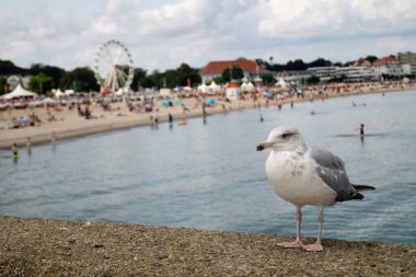 Martı Larinae Baltık denizinde