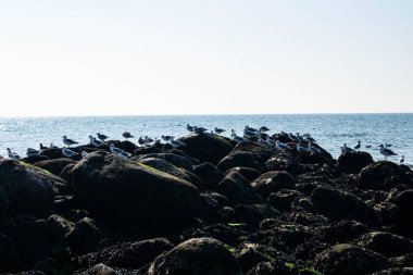 Martı Larinae Baltık denizinde
