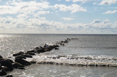 Martı Larinae Baltık denizinde