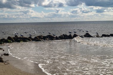 Martı Larinae Baltık denizinde