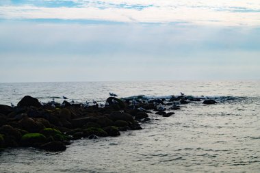 Martı Larinae Baltık denizinde