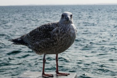 Martı Larinae Baltık denizinde