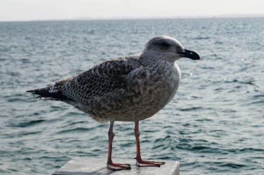 Seagull Larinae at the baltic sea clipart