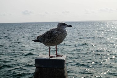 Seagull Larinae at the baltic sea clipart