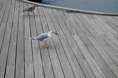 Seagull Larinae at the baltic sea clipart