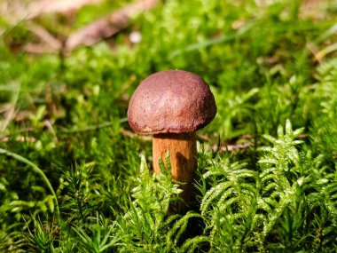 Ormandan yeni çıkmış mantarlar.