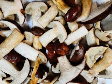 Ormandan yeni çıkmış mantarlar.