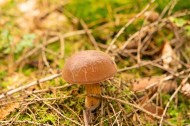 Ormandan yeni çıkmış mantarlar.