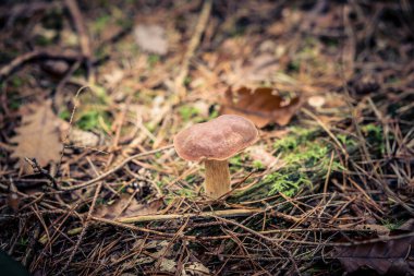 Ormandan yeni çıkmış mantarlar.