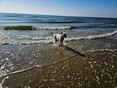 White short coated british Labrador Retriever on the beach of Blavand Denmark clipart