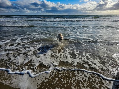 White short coated british Labrador Retriever on the beach of Blavand Denmark clipart