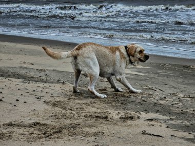 Blavand Danimarka sahilinde beyaz kısa kaplamalı İngiliz Labrador Retriever