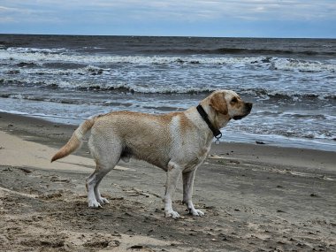 Blavand Danimarka sahilinde beyaz kısa kaplamalı İngiliz Labrador Retriever
