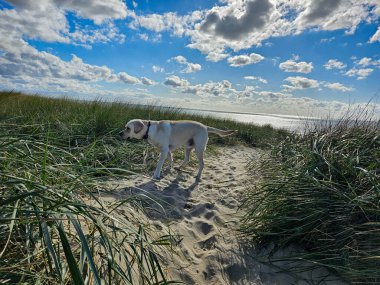 White short coated british Labrador Retriever on the beach of Blavand Denmark clipart