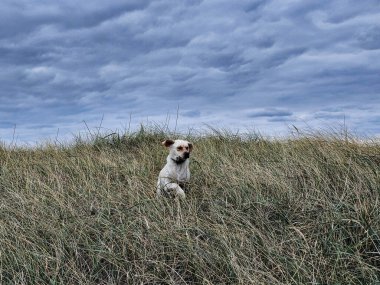 White short coated british Labrador Retriever on the beach of Blavand Denmark clipart