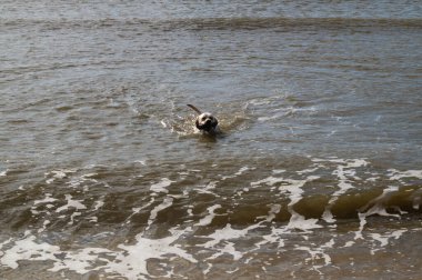 Blavand Danimarka sahilinde beyaz kısa kaplamalı İngiliz Labrador Retriever