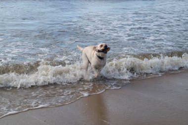 Blavand Danimarka sahilinde beyaz kısa kaplamalı İngiliz Labrador Retriever