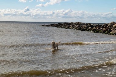 White short coated british Labrador Retriever on the beach of Blavand Denmark clipart