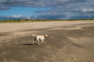 Blavand Danimarka sahilinde beyaz kısa kaplamalı İngiliz Labrador Retriever
