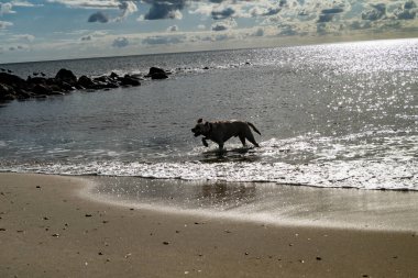 Blavand Danimarka sahilinde beyaz kısa kaplamalı İngiliz Labrador Retriever