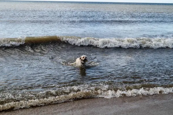 Blavand Danimarka sahilinde beyaz kısa kaplamalı İngiliz Labrador Retriever