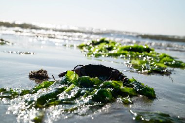 Sonsuz Hvidbjerg Sahili Danimarka