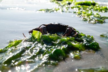 Sonsuz Hvidbjerg Sahili Danimarka