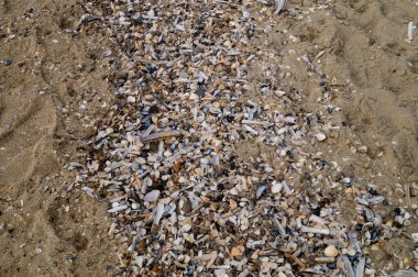 Sonsuz Hvidbjerg Sahili Danimarka