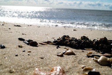 Sonsuz Hvidbjerg Sahili Danimarka