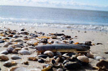 Sonsuz Hvidbjerg Sahili Danimarka