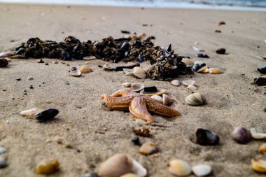 Sonsuz Hvidbjerg Sahili Danimarka