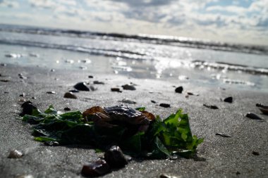 Sonsuz Hvidbjerg Sahili Danimarka