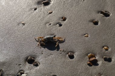 Sonsuz Hvidbjerg Sahili Danimarka