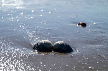 Sonsuz Hvidbjerg Sahili Danimarka