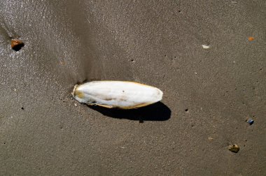 Sonsuz Hvidbjerg Sahili Danimarka