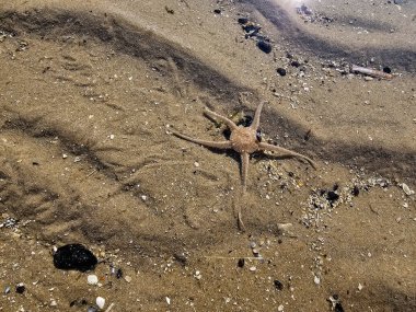 Danimarka 'da Blavand plajında.