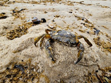 Danimarka 'da Blavand plajında.