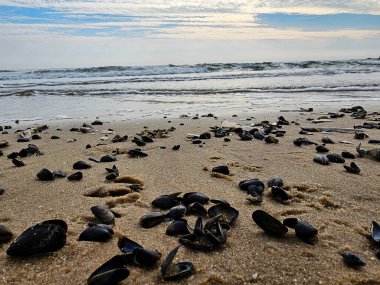 Danimarka 'da Blavand plajında.