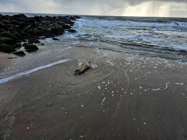 Danimarka 'da Blavand plajında.